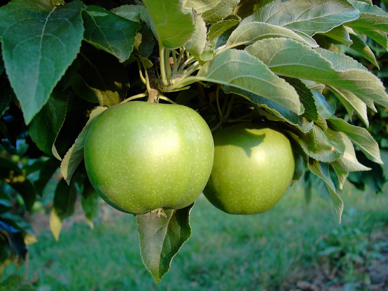 Apfel »Granny gute Compact«, dunkelgrün, Lagerfähigkeit, Smith kompakter Spindel, Wuchs