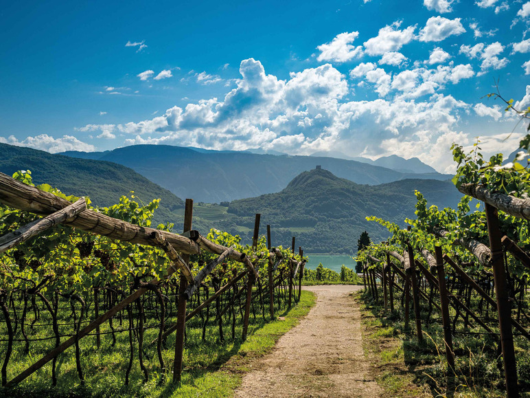 Gehe zu Vollbildansicht: Kellerei Kaltern Sauvignon Alto Adige DOC trocken, Weißwein 2023 - Bild 4