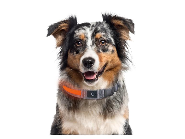 Gehe zu Vollbildansicht: zoofari® LED-Hundehalsband, mit 3 Leuchtfunktionen - Bild 6