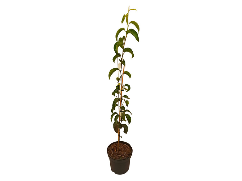 Birne-Säule, 1 Container, Pflanze, Liter 4 5 m Wuchshöhe 3-jährig, Nashi