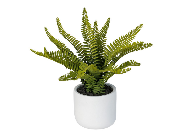 Gehe zu Vollbildansicht: LIVARNO home Kunstpflanze Codiaeum / Peperomia / Ficus pumila / Farn, Ø 11 cm - Bild 5