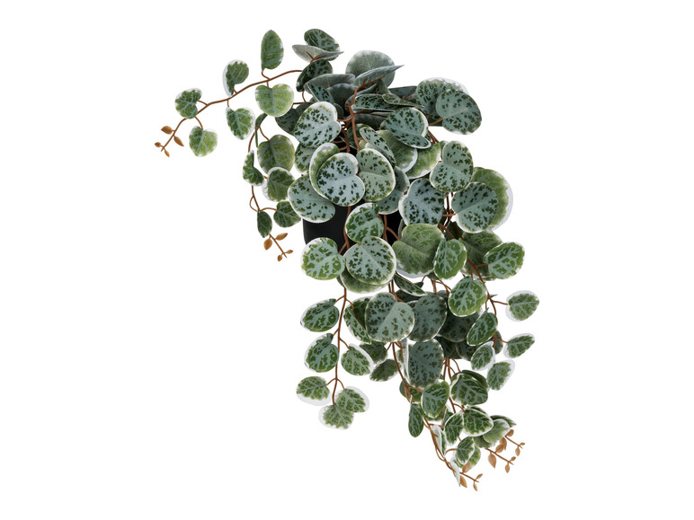 Gehe zu Vollbildansicht: LIVARNO home Kunstpflanze Codiaeum / Peperomia / Ficus pumila / Farn, Ø 11 cm - Bild 4