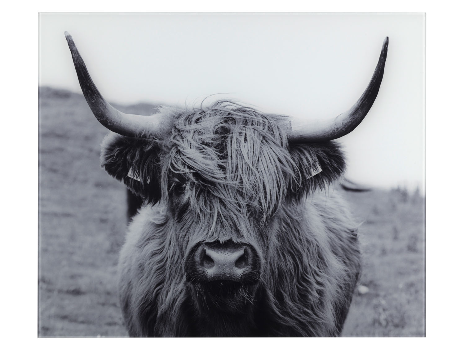 Wenko Glasrückwand (Highland Cattle)