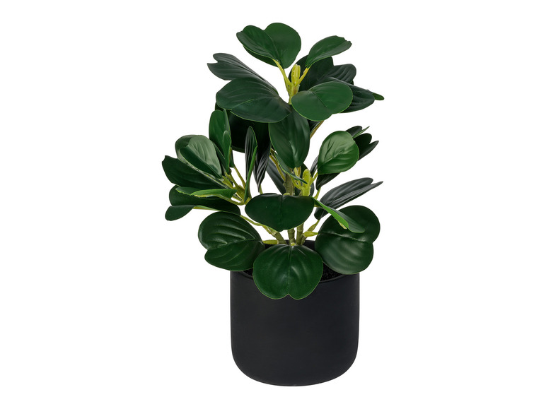 Gehe zu Vollbildansicht: LIVARNO home Kunstpflanze Codiaeum / Peperomia / Ficus pumila / Farn, Ø 11 cm - Bild 3