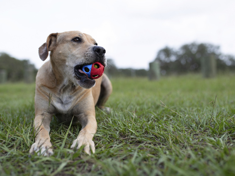 Gehe zu Vollbildansicht: Nerf Dog Hundespielzeug, in funktionalem Design - Bild 5