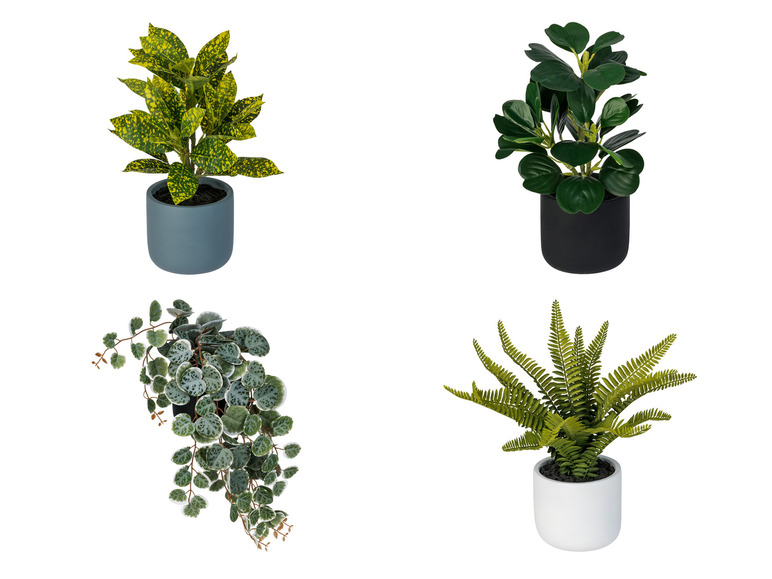 Gehe zu Vollbildansicht: LIVARNO home Kunstpflanze Codiaeum / Peperomia / Ficus pumila / Farn, Ø 11 cm - Bild 1