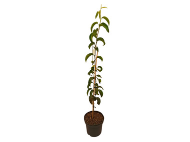 LIDL Obstbäume kaufen Gemüsepflanzen günstig online & |