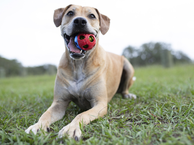 Gehe zu Vollbildansicht: Nerf Dog Hundespielzeug, in funktionalem Design - Bild 4