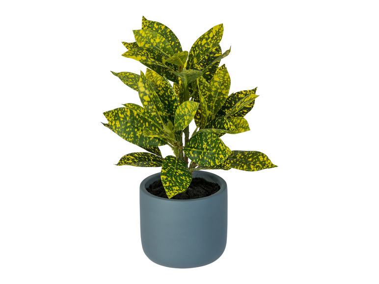 Gehe zu Vollbildansicht: LIVARNO home Kunstpflanze Codiaeum / Peperomia / Ficus pumila / Farn, Ø 11 cm - Bild 2