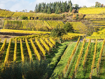 Die 13 Weinanbaugebiete Deutschlands - Lidl.de