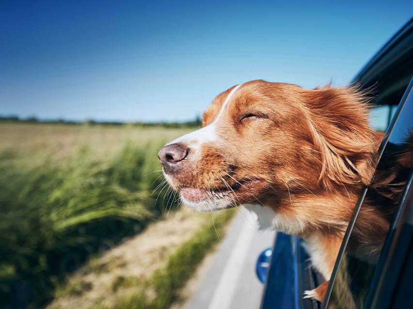 Urlaub mit Wau-Effekt lohnt sich. Jetzt Urlaub mit Hund bei Reisen & Experiences buchen.