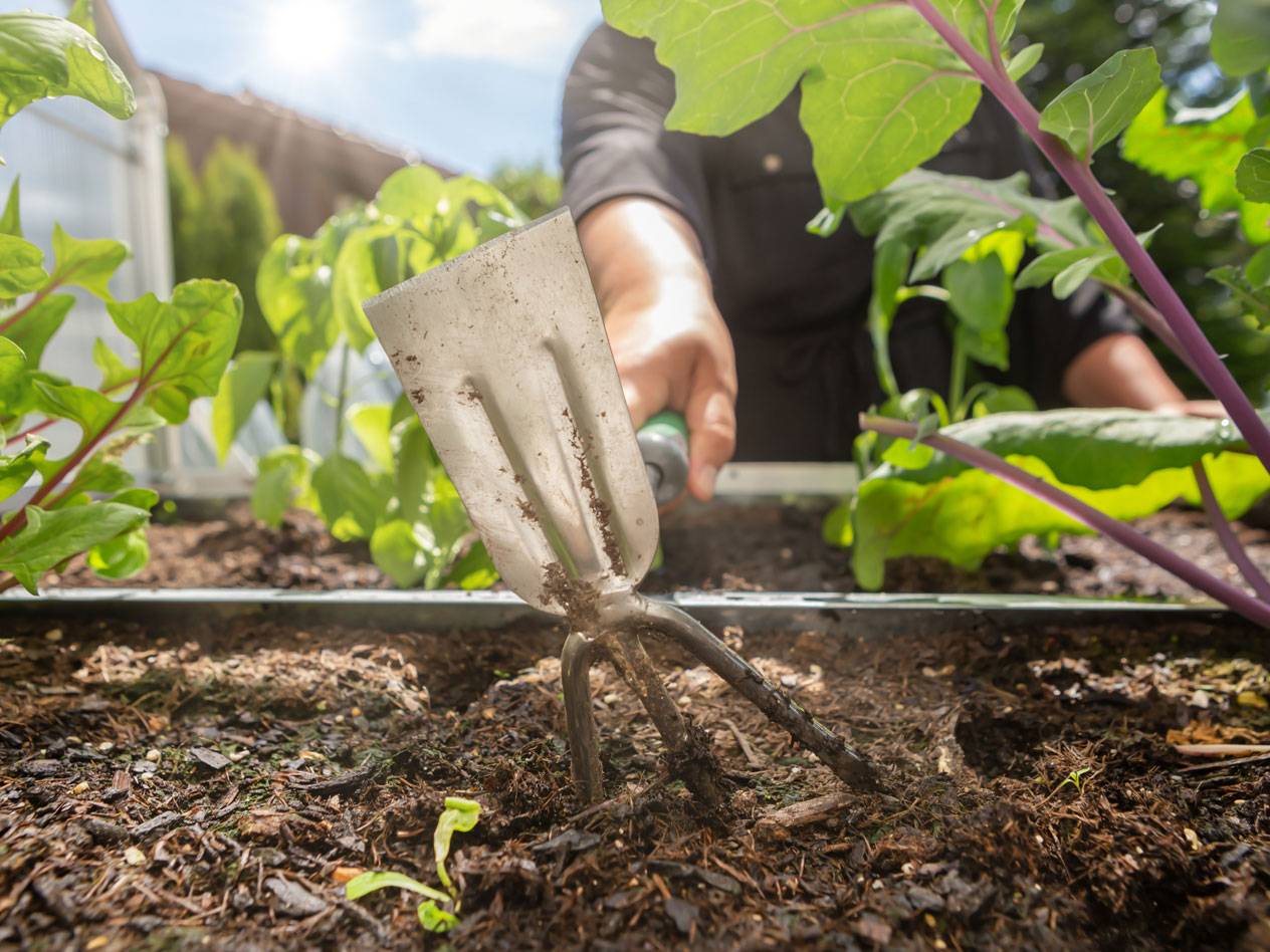 Gartenwerkzeug im Gemüsebeet mit Paprika und anderem Gemüse.
