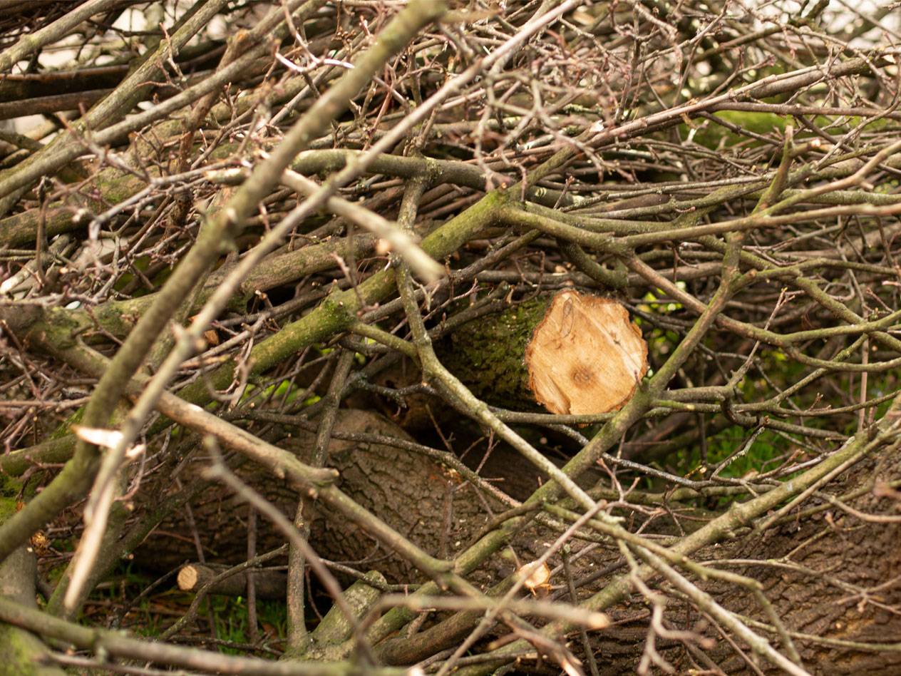Haufen von Ästen und Brennholz.