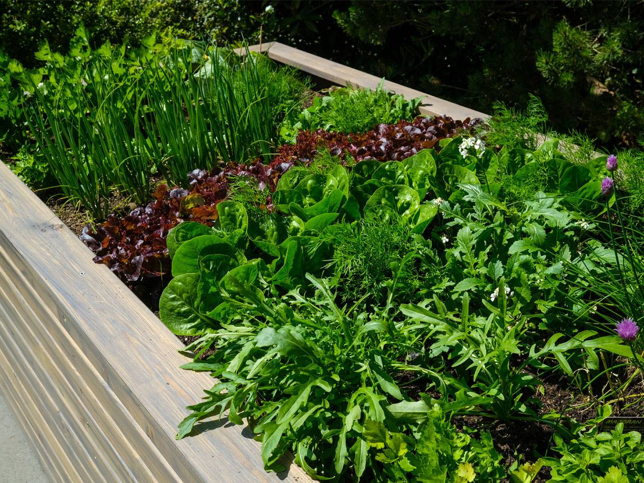 Salat, Kräuter und Zwiebeln in einem Hochbeet.